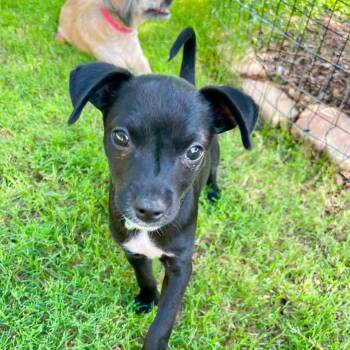 Indie -  Chihuahua Dog for Adoption in Warren, Rhode Island - Indie | PetCurious