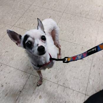 Irene -  Chihuahua Dog for Adoption in East St. Louis, Illinois - Irene | PetCurious