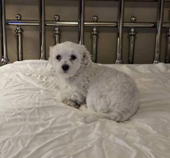 Daphne -  Maltese Dog for Adoption in Thornton, Colorado - Daphne | PetCurious