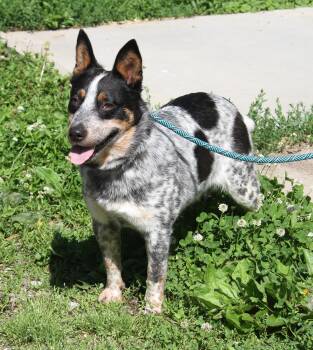 Australian Cattle Dog Blue Heeler Dogs Available for Adoption in Marietta, Ohio - Muffin (Photos May 28 2026) | PetCurious