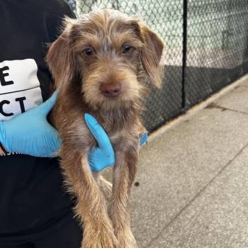 Franklin -  Mixed Breed Dog for Adoption in Jupiter, Florida - Franklin | PetCurious