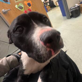 Oggie -  Pit Bull Terrier Dog for Adoption in Philadelphia, Pennsylvania - Oggie | PetCurious