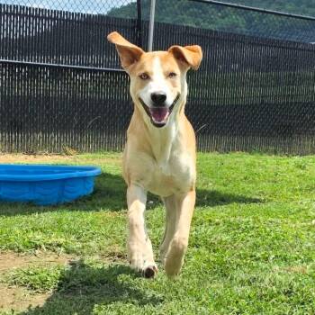 Spyro -  Husky and Mixed Breed Dog for Adoption in Madisonville, Tennessee - Spyro | PetCurious