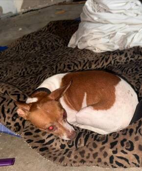 A817485 -  Chihuahua Dog for Adoption in San Antonio, Texas - A817485 | PetCurious