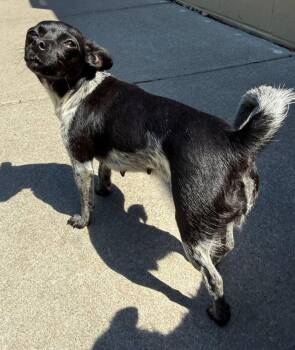 Chihuahua Dogs Available for Adoption in Elkton, Maryland - Serena | PetCurious