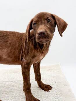 Sailor -  Labrador Retriever and Mixed Breed Dog for Adoption in Bowling Green, Kentucky - Sailor | PetCurious