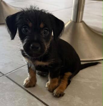 Cairn Terrier Dogs Available for Adoption in Phoenix, Arizona - Zoomie | PetCurious