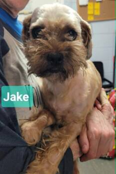 Jake -  Shih Tzu Dog for Adoption in Richmond, Indiana - Jake | PetCurious