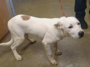 SONNY -  Pit Bull Terrier Dog for Adoption in Sacramento, California - SONNY | PetCurious