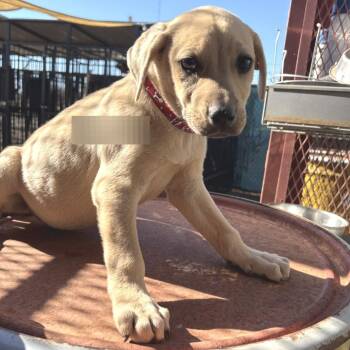 Labrador Retriever and English Bulldog Dogs Available for Adoption - Moby | PetCurious
