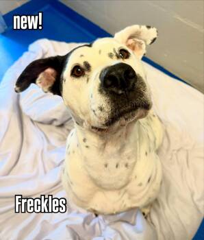 FRECKLES -  Mixed Breed Dog for Adoption in Holbrook, New York - FRECKLES | PetCurious
