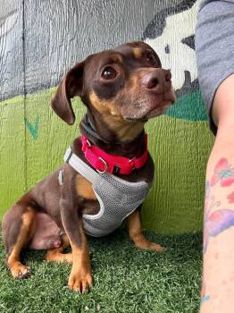 Miniature Pinscher and Dachshund Dogs Available for Adoption in Vandergrift, Pennsylvania - DOBBY Tinycauseadopt@gmail.com  | PetCurious