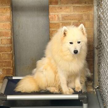 Custom Built -  Samoyed Dog for Adoption in Northbrook, Illinois - Custom Built | PetCurious