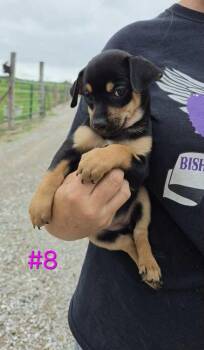 Dixie -  Rat Terrier and Yorkshire Terrier Dog for Adoption in Waterloo, Illinois - Dixie | PetCurious
