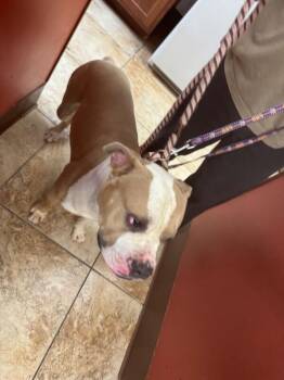 Chacko -  Mixed Breed Dog for Adoption in Cincinnati, Ohio - Chacko | PetCurious