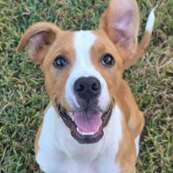 Kona -  Pit Bull Terrier and Terrier Dog for Adoption in Bryan, Texas - Kona | PetCurious