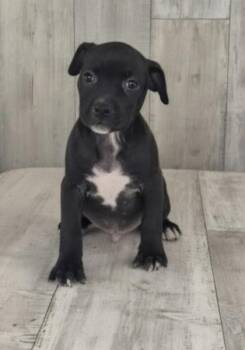 Spotify -  Terrier and Mixed Breed Dog for Adoption in Shreveport, Louisiana - Spotify | PetCurious