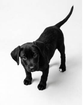 Pepper -  Shepherd and Mixed Breed Dog for Adoption in Hudson, New York - Pepper | PetCurious