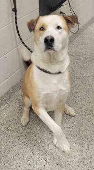 Malcolm -  Mixed Breed Dog for Adoption in Kansas City, Missouri - Malcolm | PetCurious