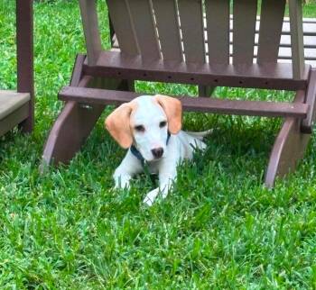 Bass -  Foxhound and Labrador Retriever Dog for Adoption in Gorham, Maine - Bass | PetCurious