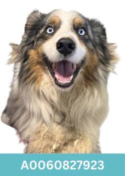 Australian Shepherd Dogs Available for Adoption in Red Bluff, California - Elroy | PetCurious