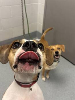 LEMON -  Beagle Dog for Adoption in Indianapolis, Indiana - LEMON | PetCurious