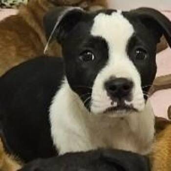 Shepherd and Boxer Dogs Available for Adoption - Skye | PetCurious