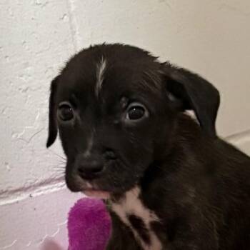 Mash -  Mixed Breed Dog for Adoption in Kennebunk, Maine - Mash | PetCurious