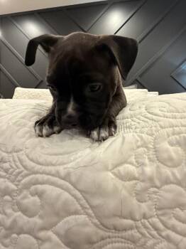 Cortland -  Mixed Breed Dog for Adoption - Cortland | PetCurious