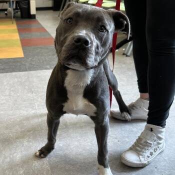 Josie -  Mixed Breed Dog for Adoption in Philadelphia, Pennsylvania - Josie | PetCurious