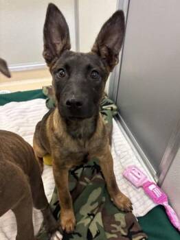 Guava -  Belgian Shepherd Malinois and Mixed Breed Dog for Adoption in Bellevue, Washington - Guava | PetCurious