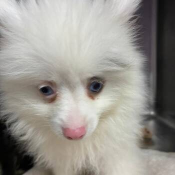 Dee -  Pomeranian Dog for Adoption in Northbrook, Illinois - Dee | PetCurious
