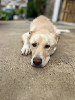 Bosley, your friendly Golden mix -  Golden Retriever and Carolina Dog Dog for Adoption in Houston, Texas - Bosley, Your Friendly Golden Mix | PetCurious