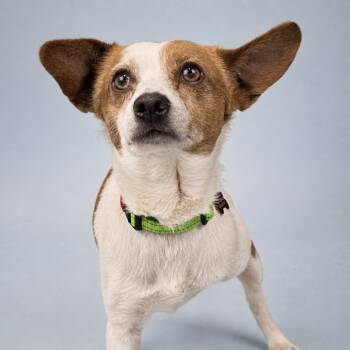Chihuahua Dogs Available for Adoption in Portland, Oregon - Monty | PetCurious