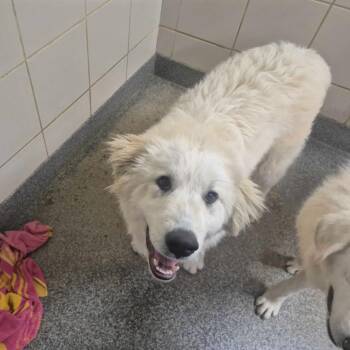 Great Pyrenees Dogs Available for Adoption in Falls Church, Virginia - Champagne | PetCurious