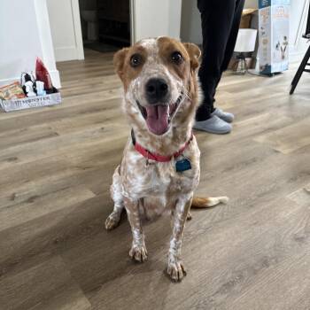 Piper (*) -  Cattle Dog Dog for Adoption in Sacramento, California - Piper (*) | PetCurious