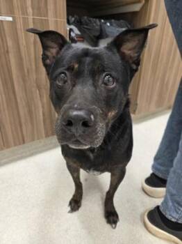 Hound and Mixed Breed Dogs Available for Adoption - Pookela | PetCurious