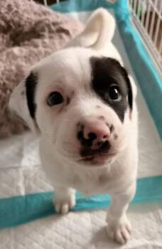 Great Pyrenees Dogs Available for Adoption - Skylar | PetCurious