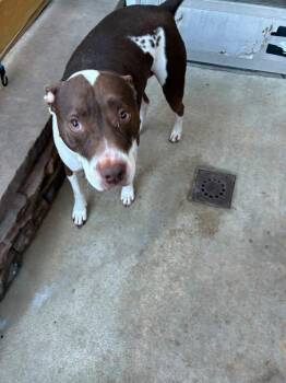Rocco -  Staffordshire Bull Terrier Dog for Adoption in Egg Harbor City, New Jersey - Rocco | PetCurious