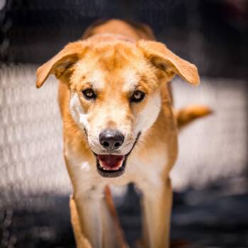 Brownie -  Shepherd Dog for Adoption in Twentynine Palms, California - Brownie | PetCurious
