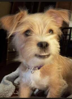 Hazel -  Shih Tzu and Maltese Dog for Adoption in Rowlett, Texas - Hazel | PetCurious