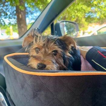 Mixed Breed Dogs Available for Adoption in Fredericksburg, Virginia - Newt | PetCurious