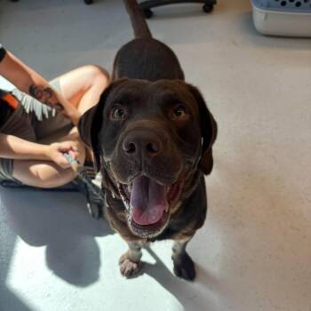 Graham Stray Hold 10/3 -  Mixed Breed Dog for Adoption in Huntington, West Virginia - Graham Stray Hold 10/3 | PetCurious