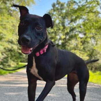 Stella -  Chocolate Labrador Retriever and Pit Bull Terrier Dog for Adoption in Nashville, Tennessee - Stella | PetCurious