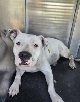 American Staffordshire Terrier Dogs Available for Adoption in San Antonio, Texas - HOLLY | PetCurious