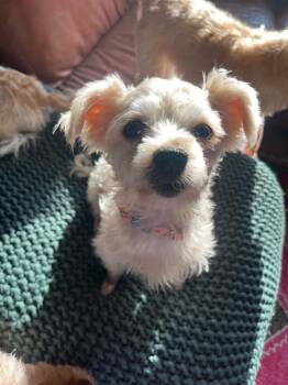Posy -  Maltese and Poodle Dog for Adoption in Whitewater, Wisconsin - Posy | PetCurious