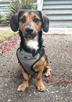 BJ -  Beagle and Dachshund Dog for Adoption in Kenner, Louisiana - BJ | PetCurious