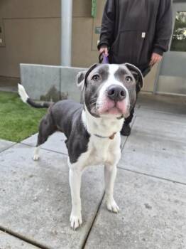 CABO -  Pit Bull Terrier Dog for Adoption in San Jose, California - CABO | PetCurious