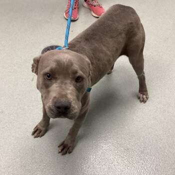 Pit Bull Terrier Dogs Available for Adoption - Adele | PetCurious