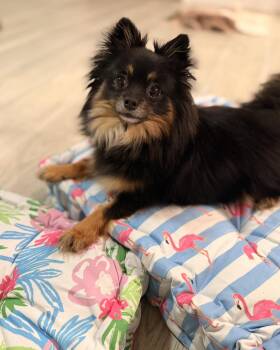 Pomeranian Dogs Available for Adoption in Mansfield, Texas - Elvis | PetCurious